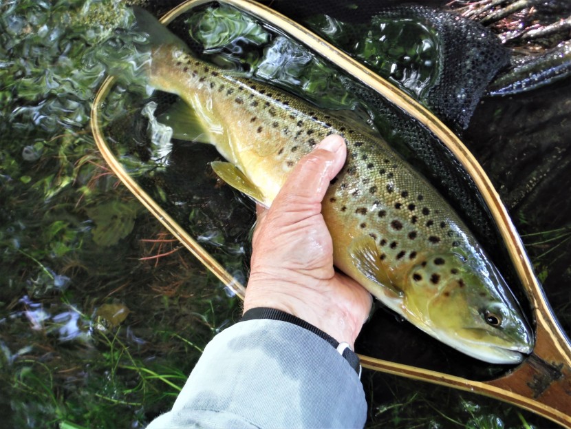 Salisbury Avon mayfly trout